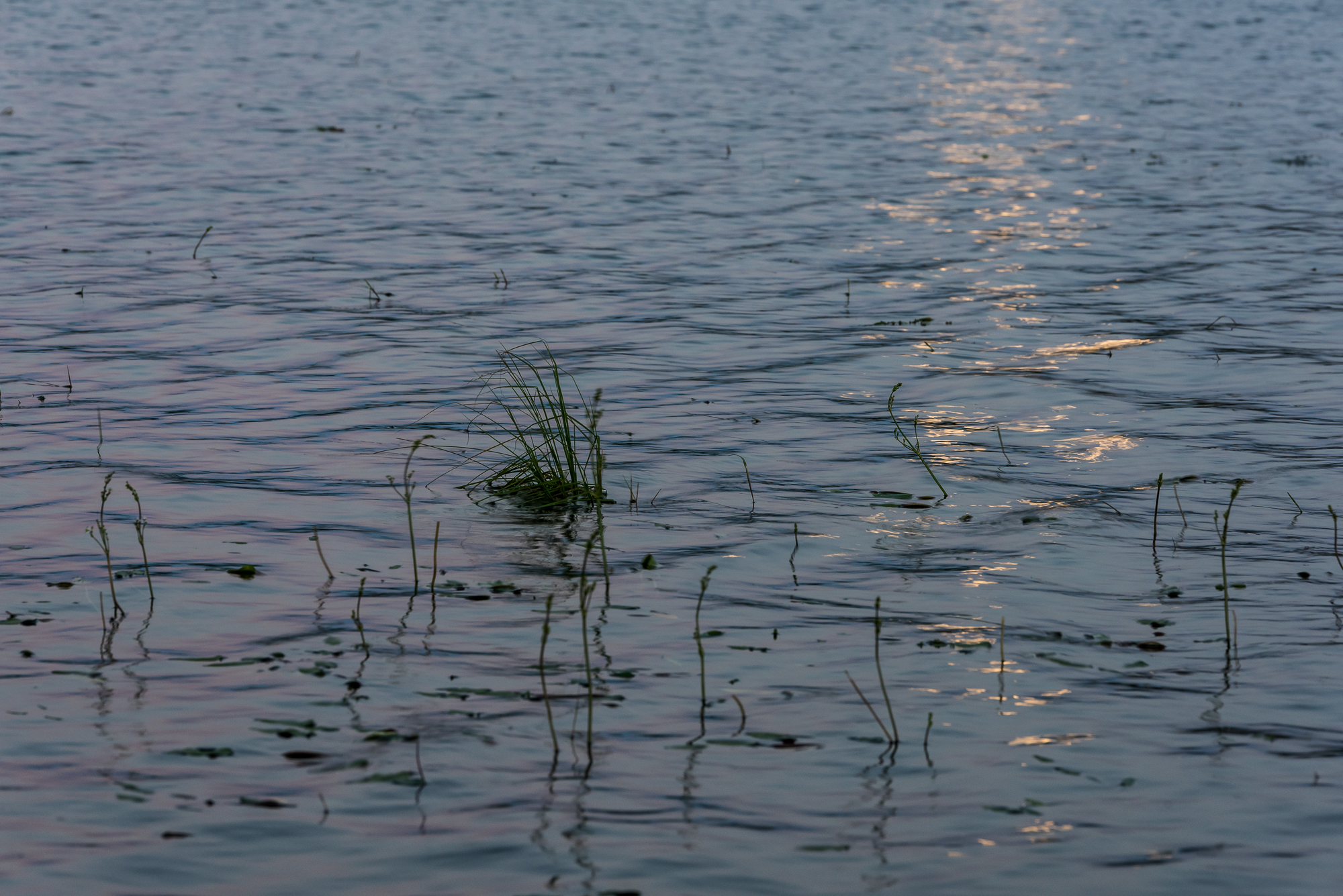 Gräser im Wasser